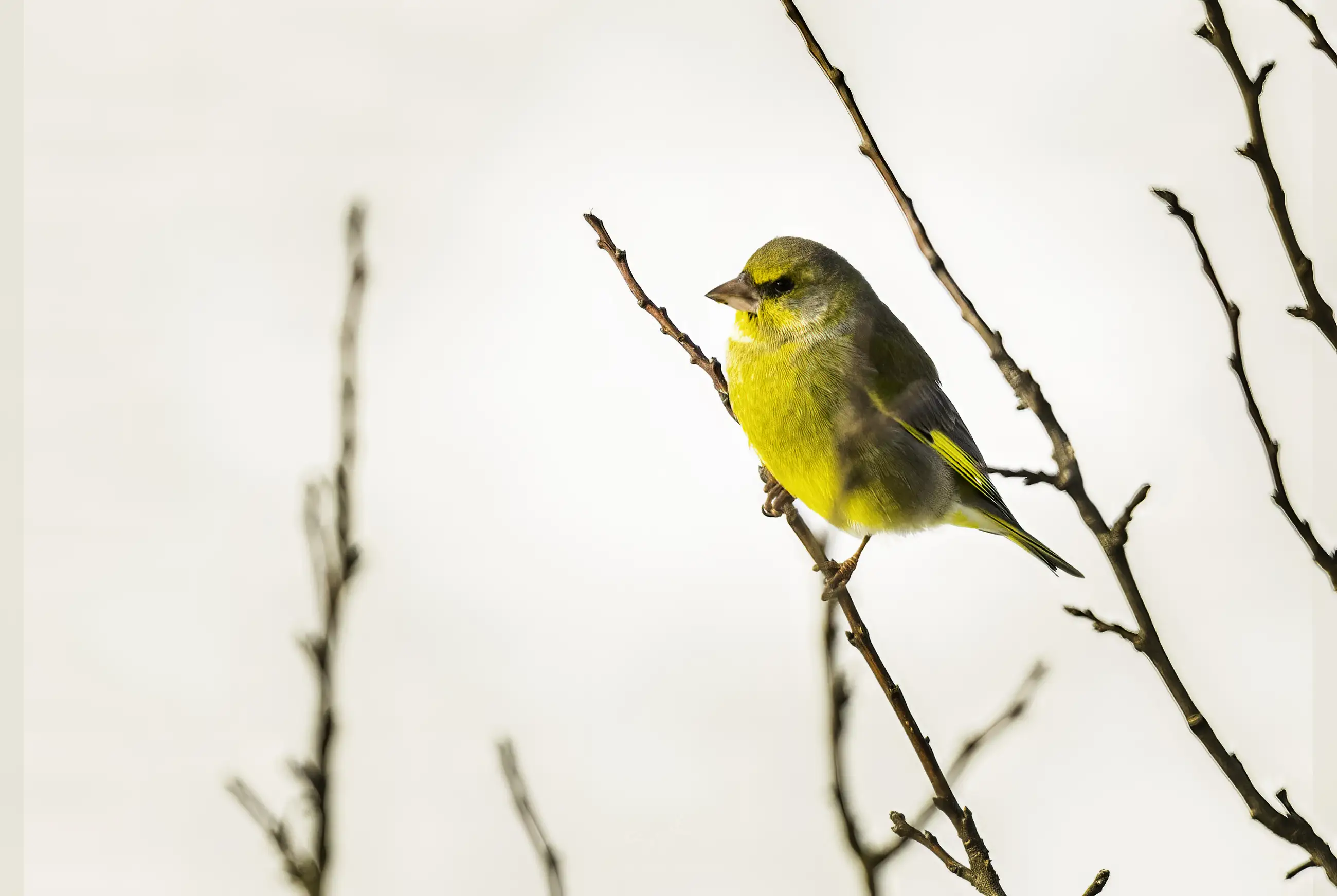 A small yellow-green bird perched on a bare twig, with a soft, light background and several blurred branches around it.