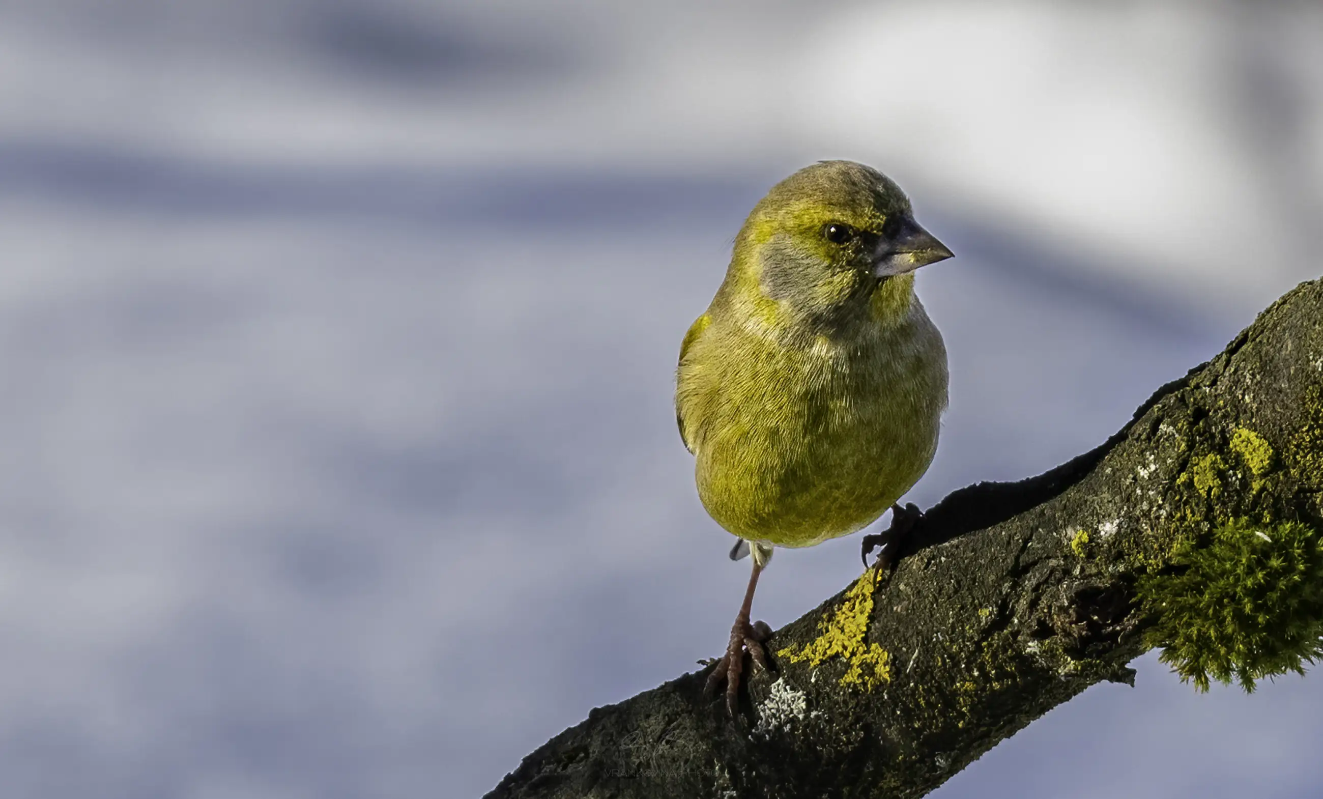 A small yellow-green bird perches on a branch with patches of yellow lichen, against a soft, blurred blue and white background.
