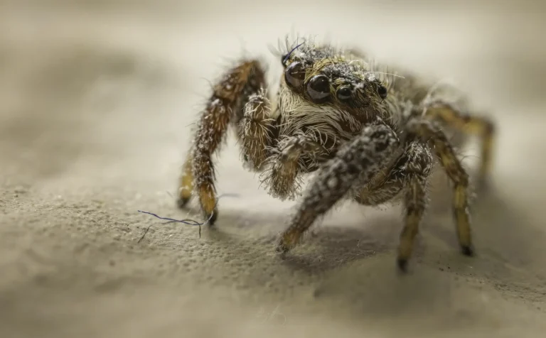 A close-up, detailed image of a small, fuzzy jumping spider with prominent eyes and hairy legs, standing on a smooth, light-colored surface.