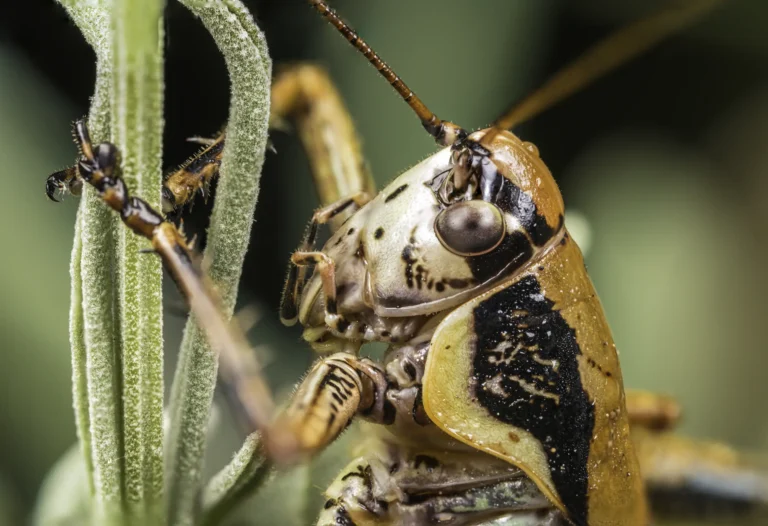 Close-up of a grasshopper clinging to a green plant stem, showing detailed patterns and textures on its head, eye, and body, with antennae extended and blurred green background.
