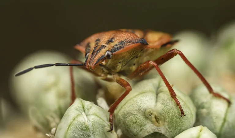 A close-up of an orange and red insect with long antennae and spotted markings, standing on a cluster of pale green buds or seeds. The background is blurred, highlighting the bug&rsquo;s vivid colors and details.