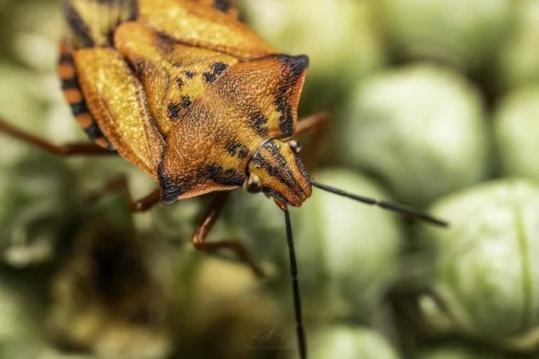Close-up of an orange and black shield bug with textured body and long antennae, standing on a blurred pale green surface, possibly plant buds.