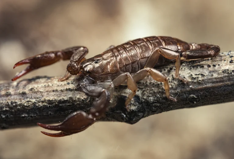 A close-up of a brown scorpion with large pincers walking on a rough, textured branch. The background is blurred in shades of beige and brown.