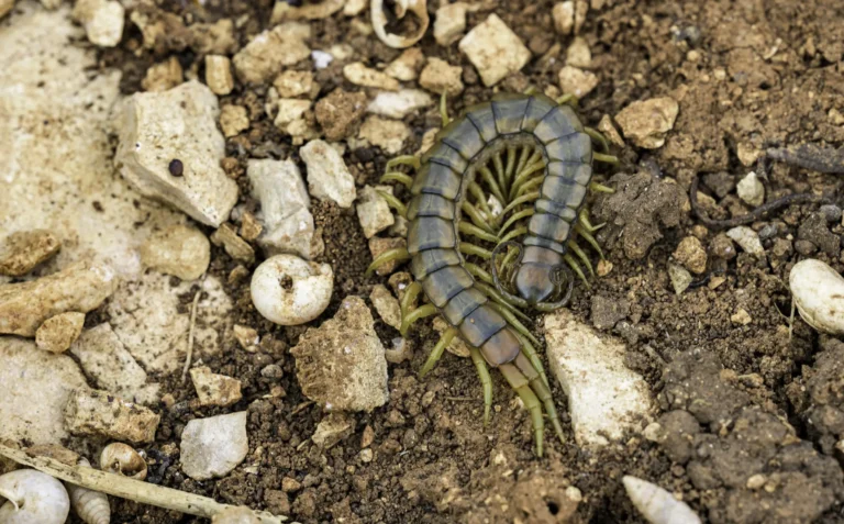 A centipede with a segmented, greenish-brown body and many yellow legs crawls on rocky soil scattered with small stones and organic debris.