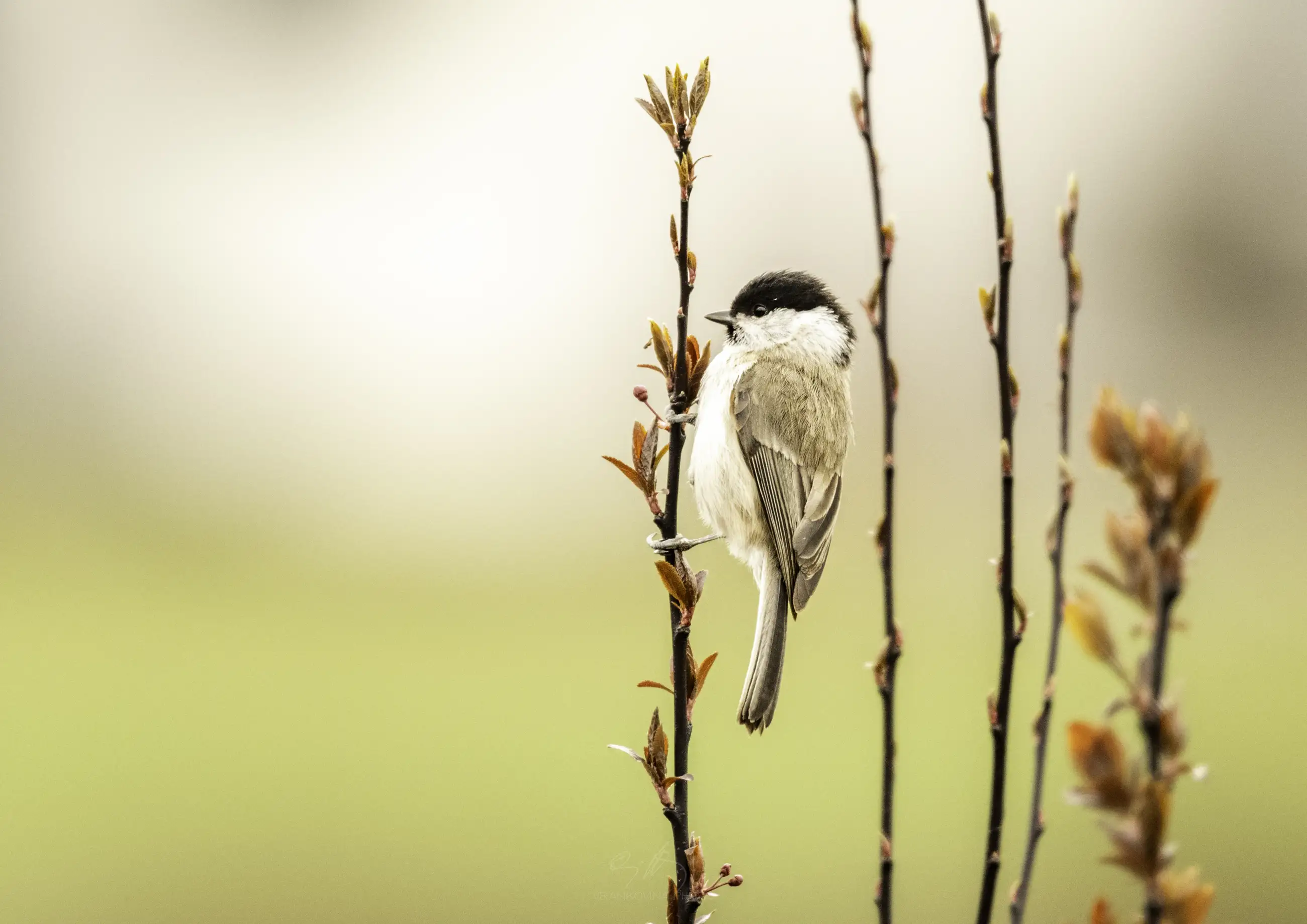 A small bird with a black cap and white cheeks perches on a budding branch against a soft, blurred background of green and beige tones.
