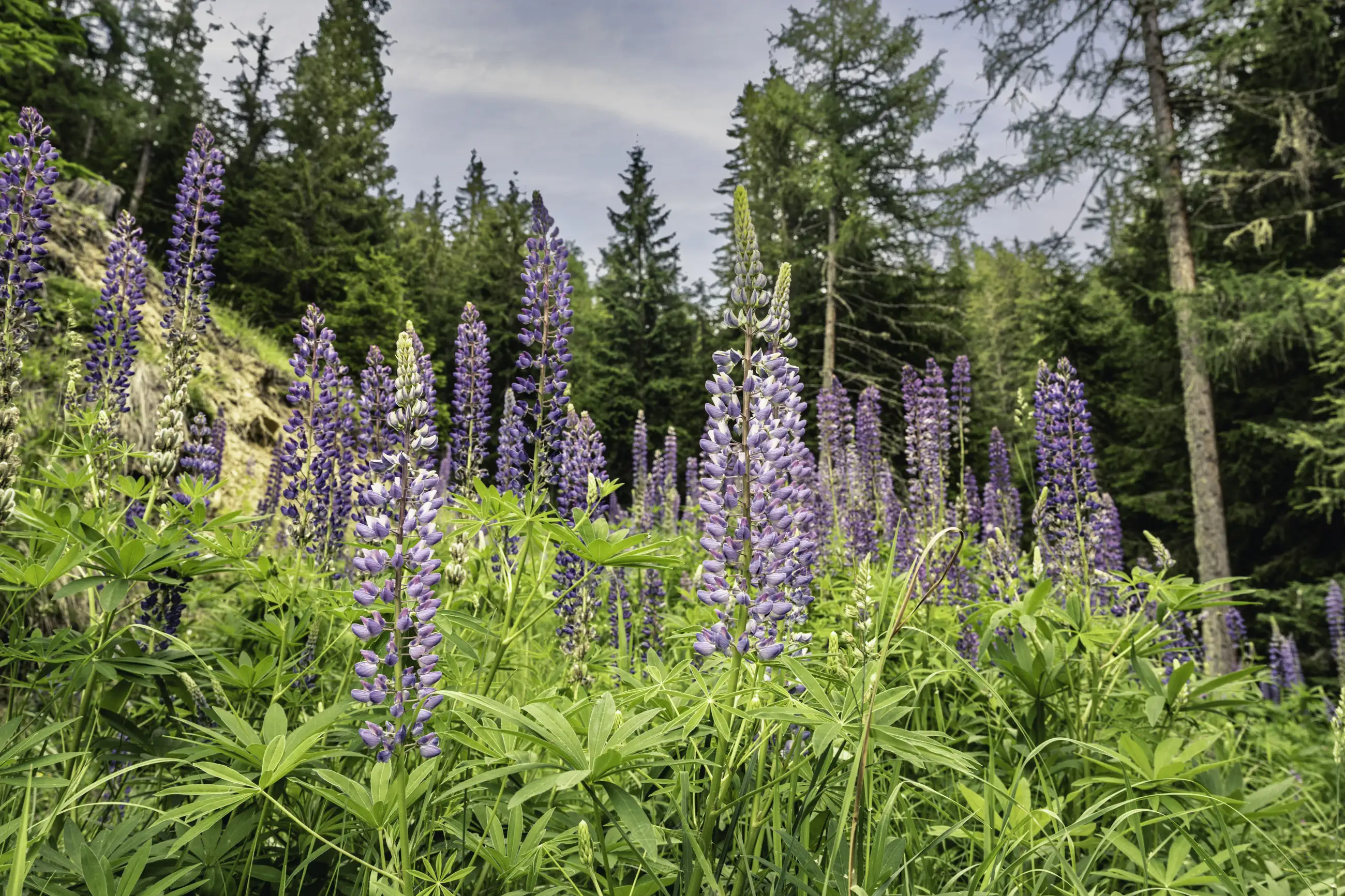Tall purple lupine flowers grow densely in a green meadow with evergreen trees and a partly cloudy sky in the background, creating a natural, vibrant forest scene.