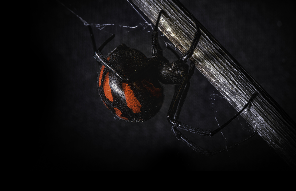 A close-up of a black widow spider with a shiny black body and distinctive red markings on its abdomen, crawling on a gray stick against a dark background.